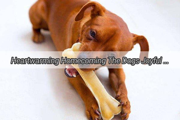 Heartwarming Homecoming The Dogs Joyful Greeting to Their Owner After a Long Day at Work